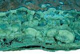 Teal Botryoidal Chrysocolla and Malachite - Chile #310141-1